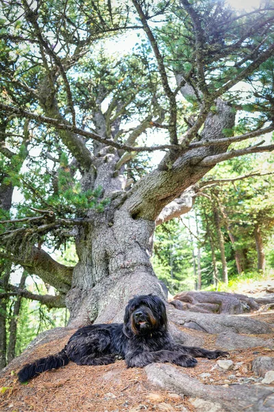 大Bergamo牧羊犬在一棵古老的石松下 — 图库照片
