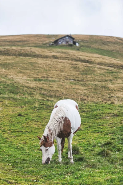 Pastoreo Caballos Prado Los Alpes Bergamascos Norte Italia —  Fotos de Stock