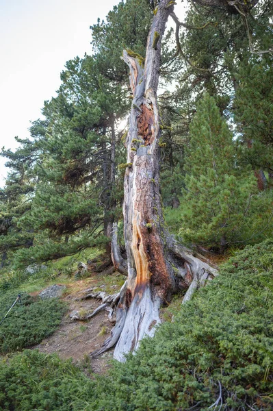 瑞士山区古老的干石松 — 图库照片