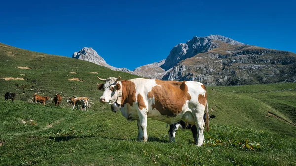 Pâturage Vaches Dans Les Montagnes Province Bergame Italie — Photo