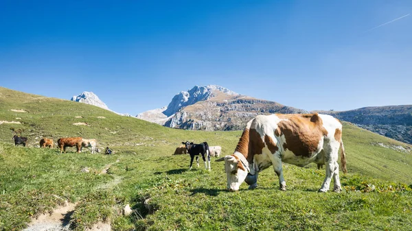 Kuzey Talya Nın Otlakları Bergamo Alpleri — Stok fotoğraf