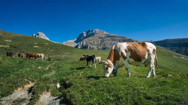 Bergamo Alpleri Nin Kuzeyinde Bir Talyan Otlağında Inekler — Stok fotoğraf