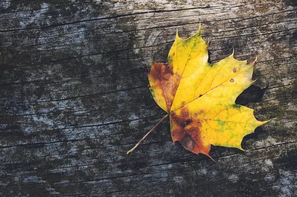 Świeżo Upadły Żółty Liść Jesieni Zewnątrz Drewniany Stół — Zdjęcie stockowe