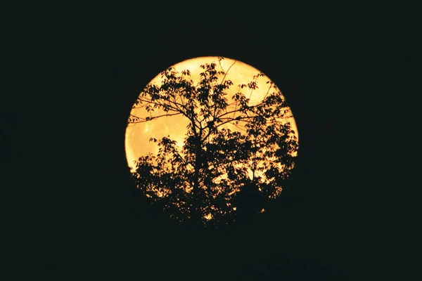 Силует Гілок Дерева Повний Місяць Взятий Телеоб Єктивом — стокове фото