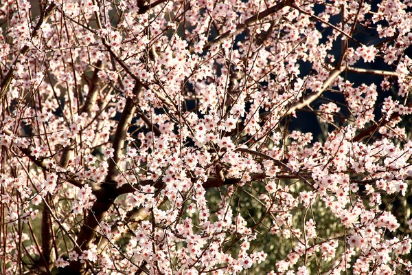 Branches of cherry — Stock Photo, Image