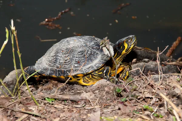 Tortuga — Foto de Stock