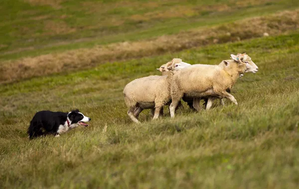 Bordercollie hoeden schapen — Stockfoto