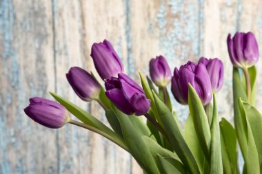 eski bir ahır tarafından mor laleler