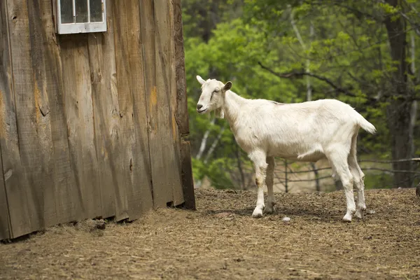 Goat by a Barn — Stock Photo, Image