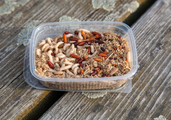 iyi balık Solucan lokma