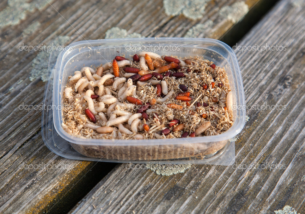 Good fish worm bite Stock Photo by ©Friedamischke 21514389