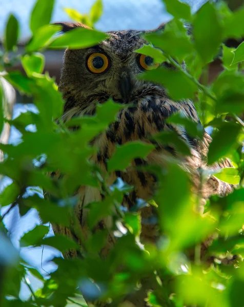 Big owl on a tree — Stock Photo, Image