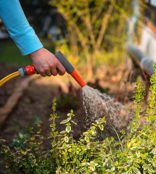 Flowerbed — Stock Photo, Image