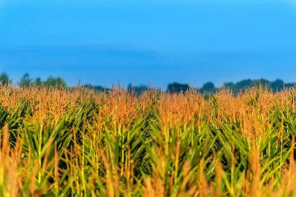 Maisfeld — Stockfoto