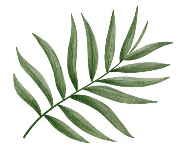 Tropik palmiye yaprağı suluboya çizimi