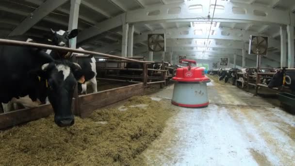 Robotnicy są zaprogramowani do pracy w gospodarstwie do karmienia zwierząt. — Wideo stockowe