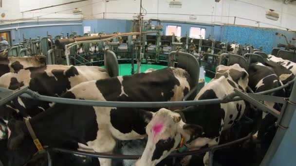 Cows at the milking carousel. Livestock farm. — Stock Video