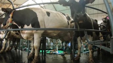 Süt sağma atlıkarıncasında inekler. Çiftlik hayvanları çiftliği.