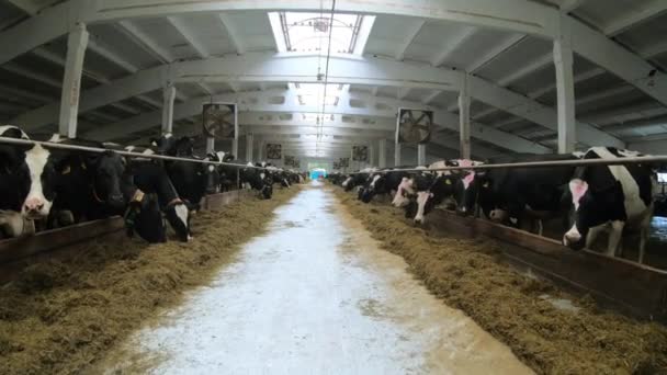 Koeien op de boerderij. Het concept van landbouw en veeteelt. — Stockvideo