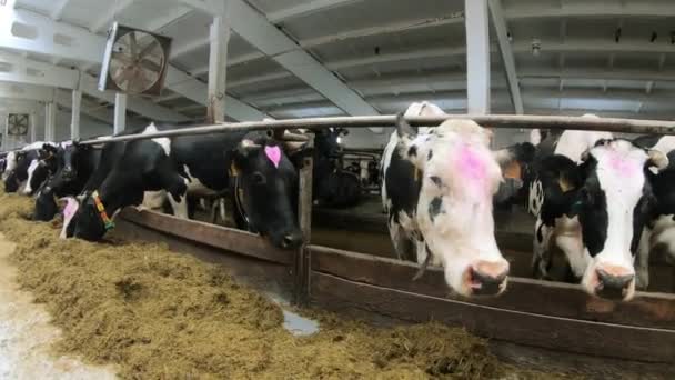 Koeien op de boerderij. Het concept van landbouw en veeteelt. — Stockvideo