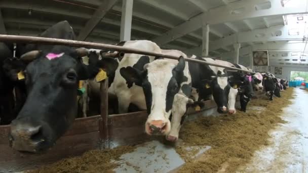 Mucche in azienda Il concetto di agricoltura e zootecnia. — Video Stock