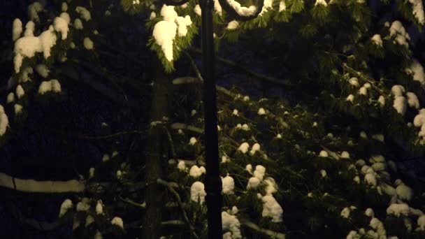 Lampa uliczna na tle świerku pokrytego śniegiem. — Wideo stockowe