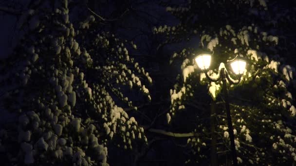 白雪覆盖的云杉背景上的路灯. — 图库视频影像