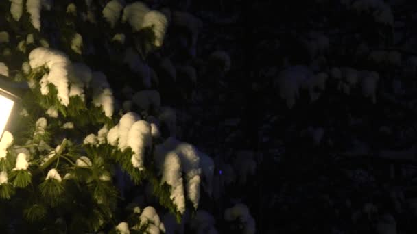 눈덮인 가문비나무의 배경에 있는 가로등. — 비디오