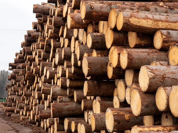 在锯木厂新切的松木.林业 — 图库照片