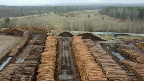 Los árboles recién cortados se almacenan al aire libre en pilas. Almacén de madera. Silvicultura, carpintería, tala. — Vídeos de Stock