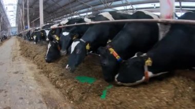 Çiftlikteki inekler. Tarım ve hayvancılık kavramı..