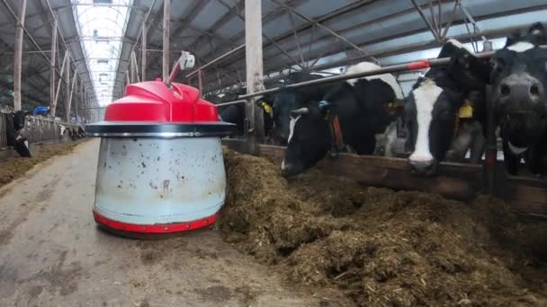 Μια φάρμα αγελάδων με ρομποτικό ρομπότ που βοηθάει στη μετακίνηση σανού.. — Αρχείο Βίντεο