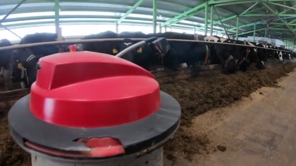 Una fattoria di mucche con un robot robotico che aiuta a spostare il fieno. — Video Stock