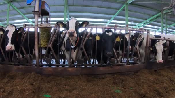 Krávy na farmě.Koncept zemědělství a chovu zvířat. — Stock video