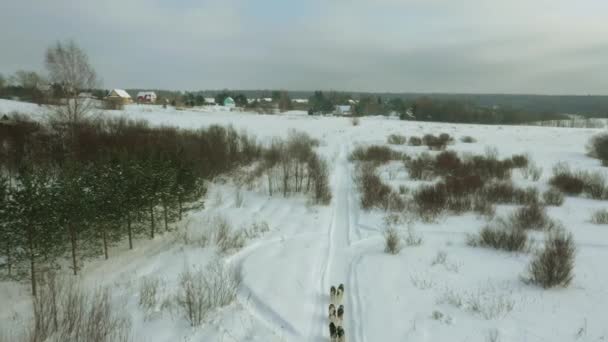 Tiro aéreo de uma corrida de trenó de cão em um terreno nevado. Cachorros e malamutes . — Vídeo de Stock
