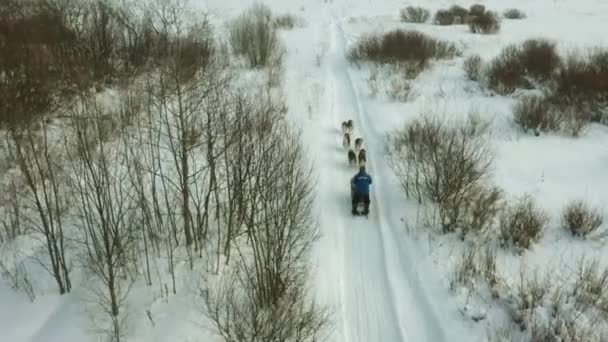 Aerial shooting of a dog sled race on a snowy terrain. Huskies and malamutes . — Stock Video