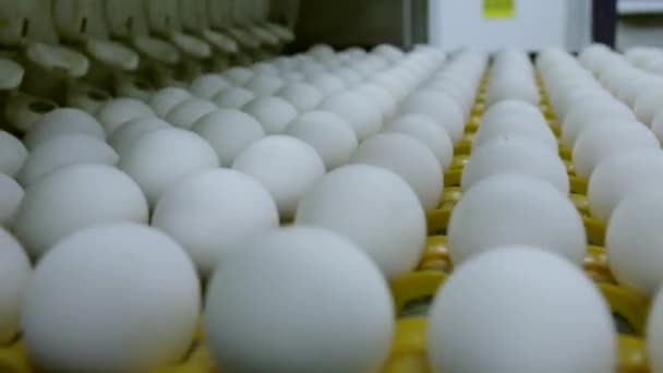 A tojások a gyártósor mentén mozognak. Szortírozó üzem egy baromfitartó gazdaságban. — Stock videók