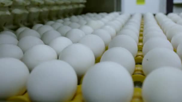 Ägg rör sig längs produktionslinjen. Sorteringsverkstad på en fjäderfäfarm. — Stockvideo