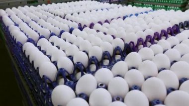 Tavuk çiftliğinde tavuk ürünleri deposu. Tavuk yumurtası üretim fabrikası..