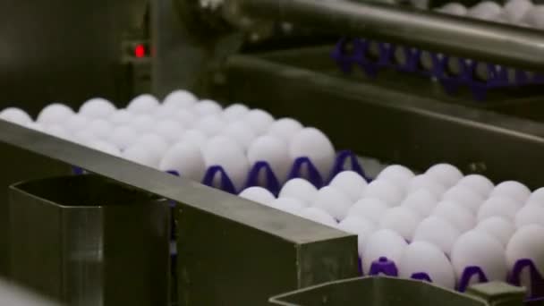 Ägg rör sig längs produktionslinjen. Sorteringsverkstad på en fjäderfäfarm. — Stockvideo