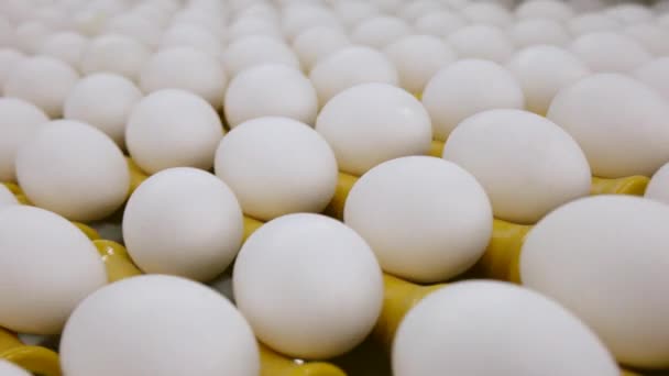 Eieren bewegen langs de productielijn. Sorteerwerkplaats op een pluimveebedrijf. — Stockvideo