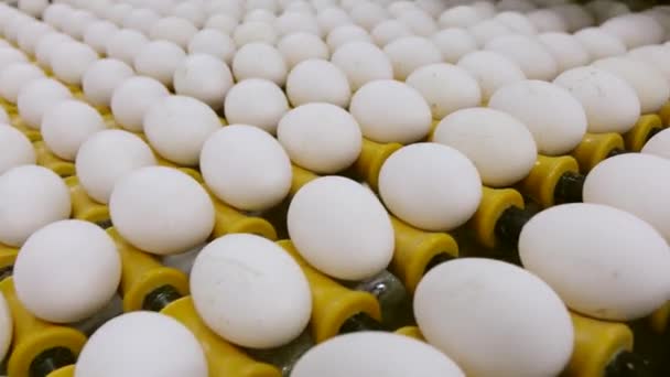 Ägg rör sig längs produktionslinjen. Sorteringsverkstad på en fjäderfäfarm. — Stockvideo