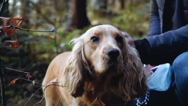 Venku v letním parku. Majitel pohladí svého oblíbeného psa kokršpaněla — Stock video