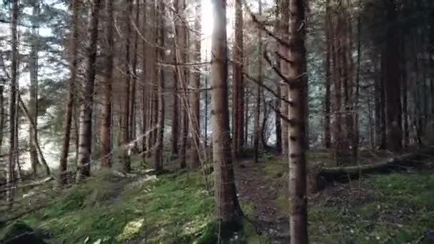 Magnificent sunrise in forest rays make their way through the branches of trees — Stock Video
