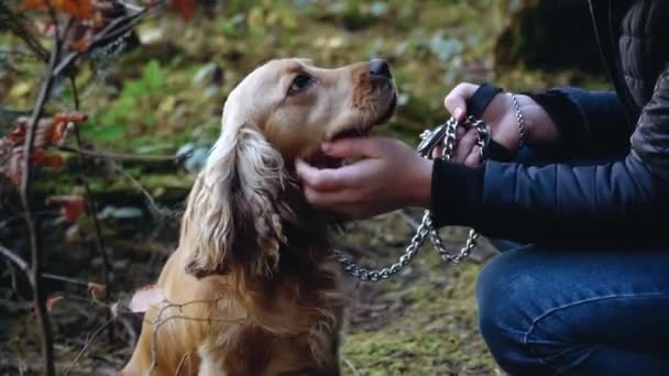 Venku v letním parku. Majitel pohladí svého oblíbeného psa kokršpaněla — Stock video
