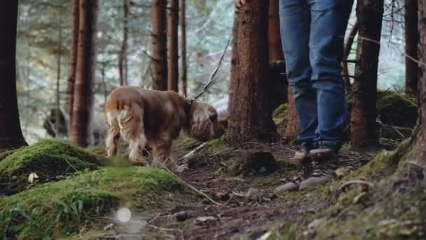 Joven hombre pasea con un perro Cocker Spaniel en el bosque. — Vídeo de stock