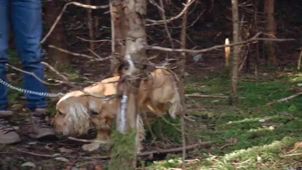 Ένας νεαρός άνδρας περπατά με ένα σκυλί Κόκερ Σπάνιελ στο δάσος.. — Αρχείο Βίντεο