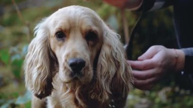 Ormanda maskeli bir kız ormanda köpeğini cocker spaniel ile okşuyor.