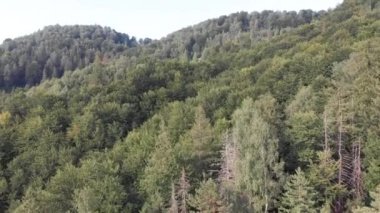 Yukarıdan bakıldığında, insansız hava aracı dağların ve vahşi yeşil ormanın üzerinden uçuyor. Yüksek kalite 4k görüntü