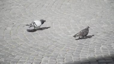 Şehrin sokaklarında yürüyen şehir güvercini. Yüksek kaliteli FullHD görüntüler